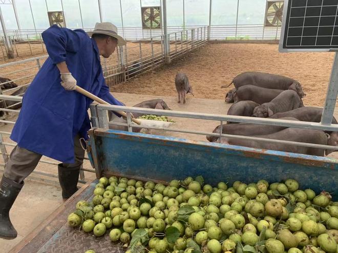 希望的田野上 “佩奇姐姐”生态园拉满农业情绪价值(图5)