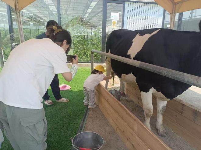 希望的田野上 “佩奇姐姐”生态园拉满农业情绪价值