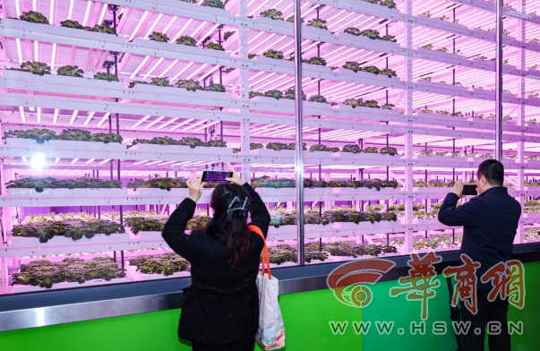 解码杨凌农科城创新实践丨杨凌智慧农业示范园：物联网+AI巡检 科技绘就农业“未来图景”(图2)