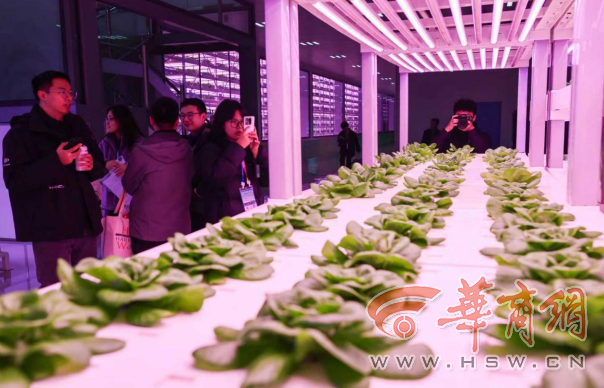 解码杨凌农科城创新实践丨杨凌智慧农业示范园：物联网+AI巡检 科技绘就农业“未来图景”(图3)