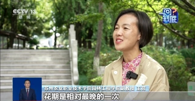 桂花开花“姗姗来迟” 最佳赏桂期持续多久？