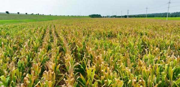 中农秸美闪耀农高会合成生物技术重塑秸秆绿色未来(图6)