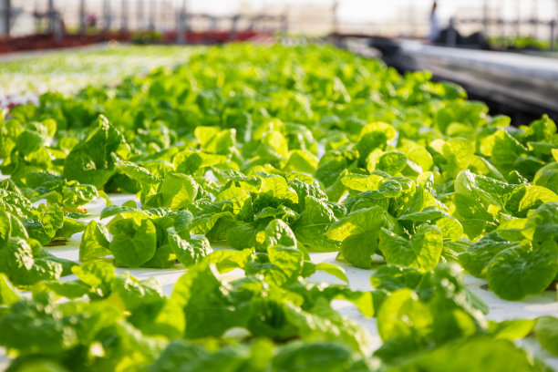 中国式现代化离不开农业农村现代化 这个“重中之重” 如何抓紧抓实（乡村观察）