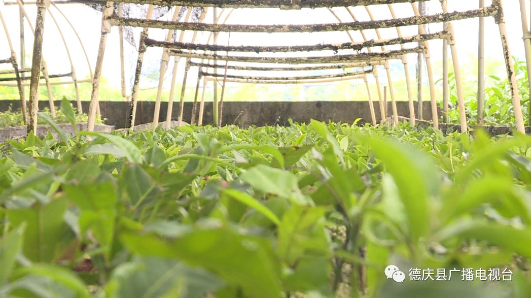 食用菌栽培技术与可持续农业国际培训班福建古田开班