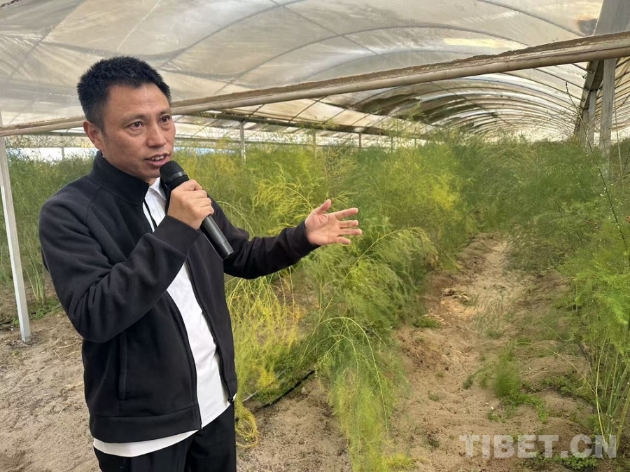 【牢记嘱托 共建美丽新西藏】雅江畔书写“芦笋传奇”：湘商扎根西藏打造高原有机农业样板(图2)