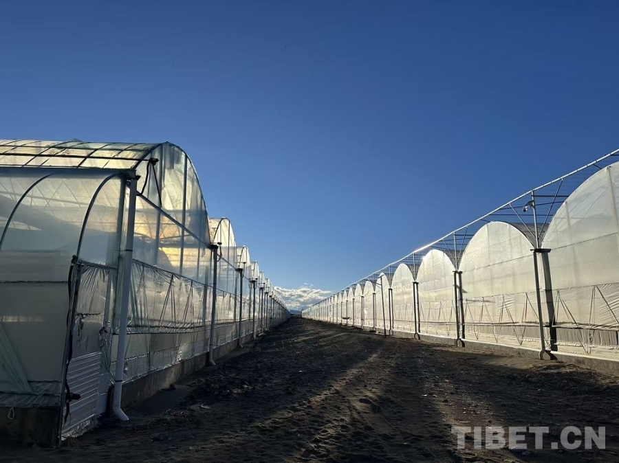 【牢记嘱托 共建美丽新西藏】雅江畔书写“芦笋传奇”：湘商扎根西藏打造高原有机农业样板