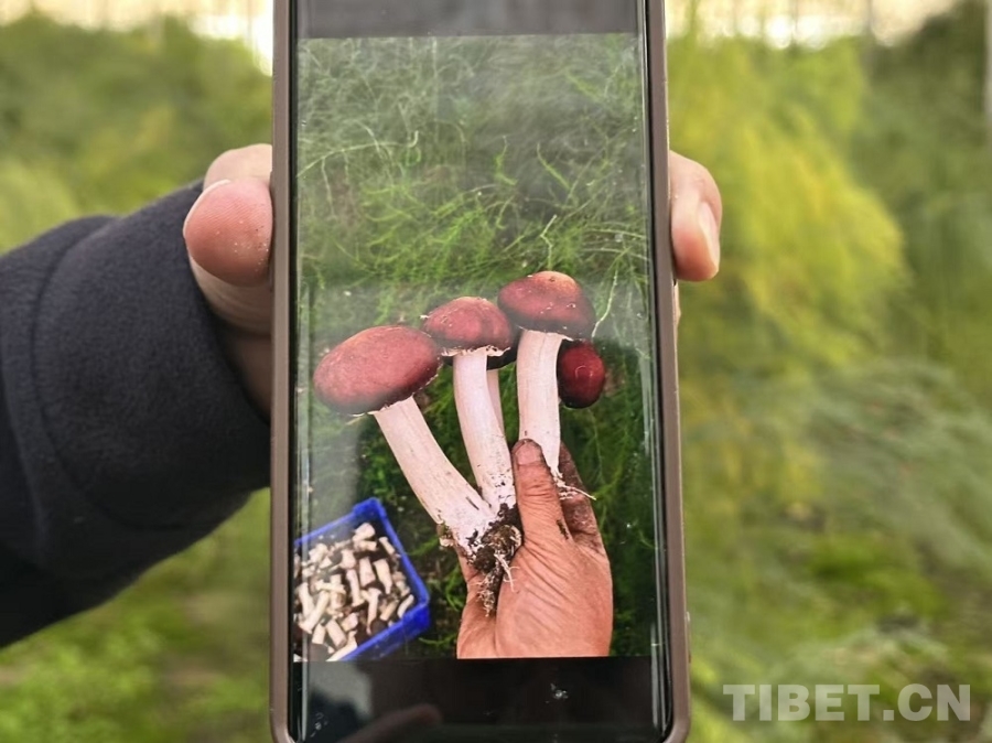 【牢记嘱托 共建美丽新西藏】雅江畔书写“芦笋传奇”：湘商扎根西藏打造高原有机农业样板(图6)