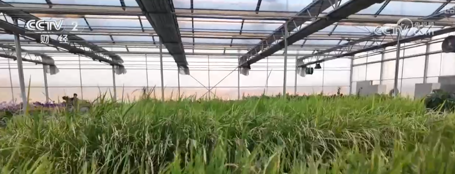 中国饭碗如何端得更牢？以怎样面貌迈向农业农村现代化？(图14)