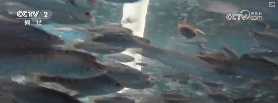 中国饭碗如何端得更牢？以怎样面貌迈向农业农村现代化？(图23)