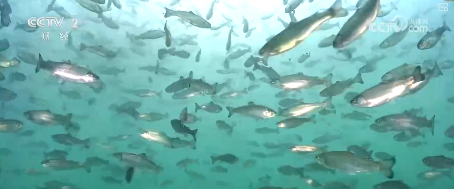 中国饭碗如何端得更牢？以怎样面貌迈向农业农村现代化？(图25)