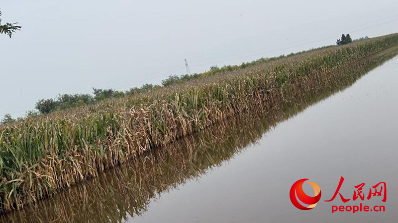 人民直击｜秋收困境透视农业抗灾短板
