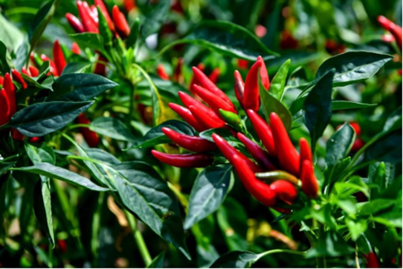 贵州农业农村发展保持稳中有进、稳中向好势头(图4)