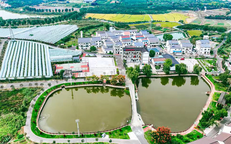 党建聚力 片区联动 武汉长江新区村集体经济“破茧成蝶”(图3)