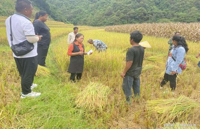 沧源佤族自治县旱地稻技术培训增收、探索农业可持续发展新路径