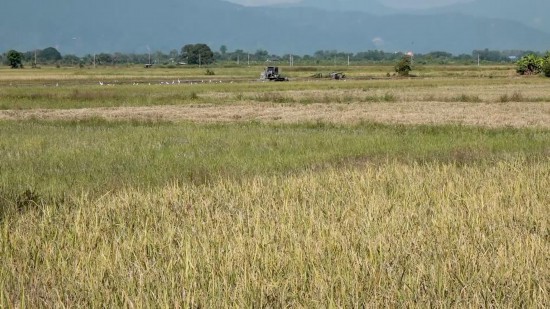 全球连线｜中国技术帮助泰国实现秸秆绿色“变身”(图2)