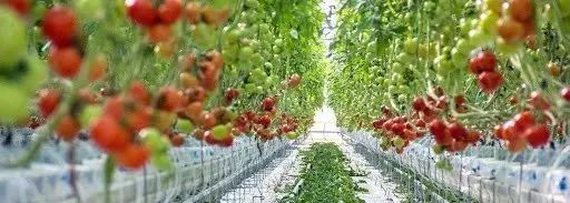 2025年气候自然协同治理中的合作与交流：泰国可持续农食系统转型报告