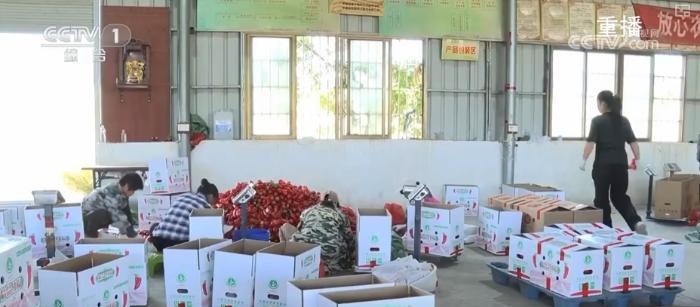 “硬核科技”加速推动农业生产向智能化、规模化转型 乡村振兴产业韧性增强(图4)