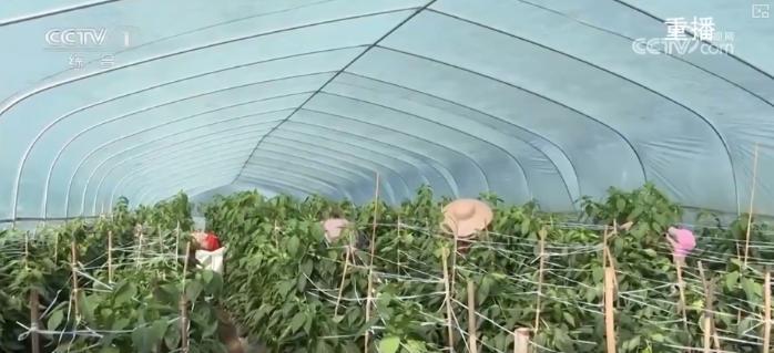 “硬核科技”加速推动农业生产向智能化、规模化转型 乡村振兴产业韧性增强(图3)