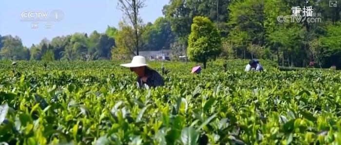 “硬核科技”加速推动农业生产向智能化、规模化转型 乡村振兴产业韧性增强(图9)