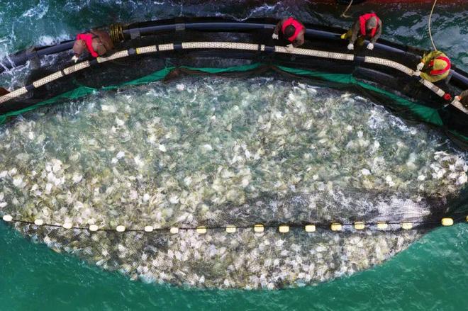 海丝路上的蓝色粮仓 大食物观的阳江实践 2025年丝绸之路电视共同体高峰论坛特别报道(图1)