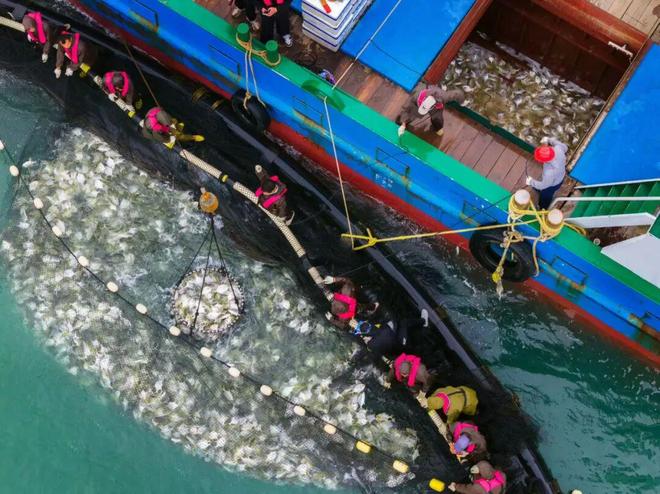 海丝路上的蓝色粮仓 大食物观的阳江实践 2025年丝绸之路电视共同体高峰论坛特别报道(图10)