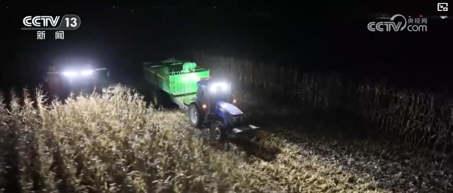 应对降温保秋收：大型收割机昼夜作业 各地全力抢收秋粮稳进度