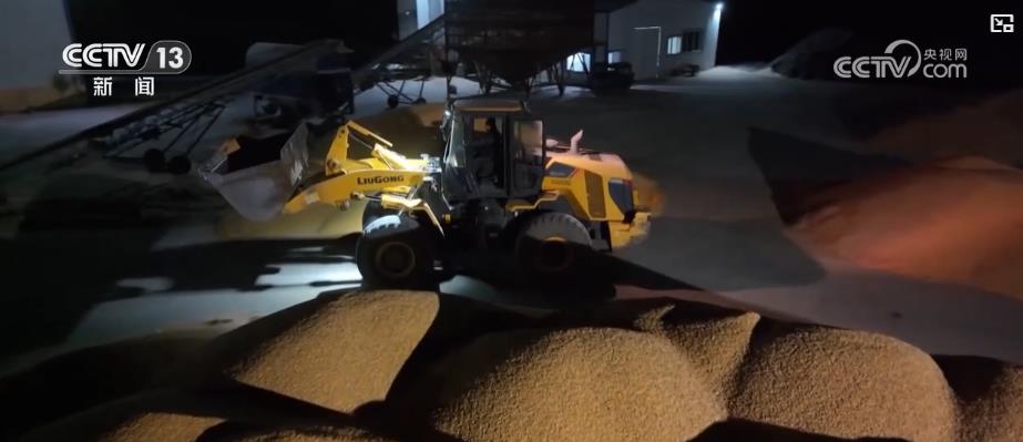 应对降温保秋收：大型收割机昼夜作业 各地全力抢收秋粮稳进度(图2)