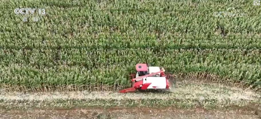 应对降温保秋收：大型收割机昼夜作业 各地全力抢收秋粮稳进度(图5)