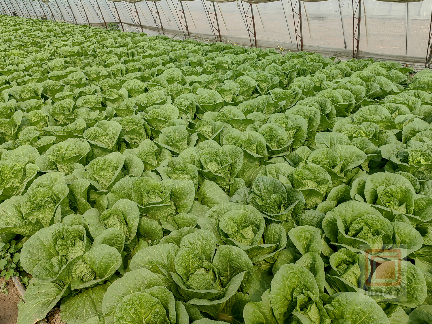 2026生态农业项目可行性：从“生态补偿”到“双碳目标”的顶层设计升级