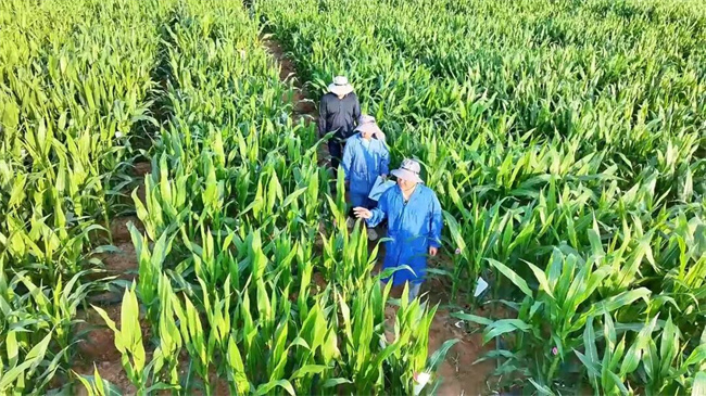 南繁基地行记（一）‖久恒农业：继续坚持种业科技创新与实干在种子培育与推广道路上实现新突破(图5)