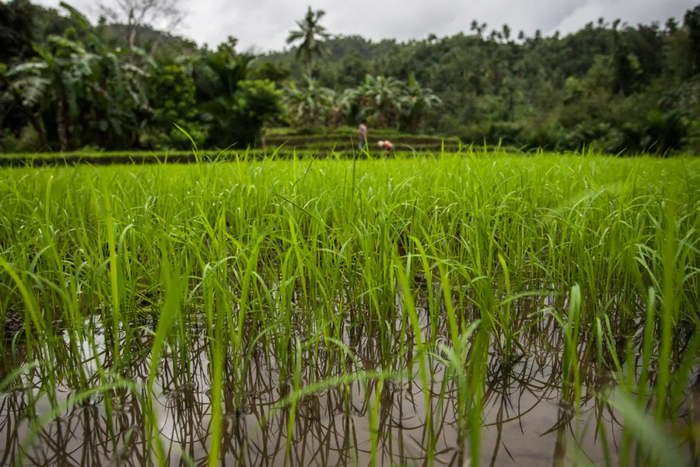 布隆迪农业灌溉项目二期工程启动覆盖水稻主产区