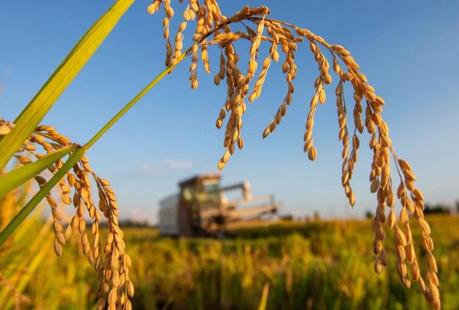 张合成：坚持粮食产量产能、生产生态、增产增收一起抓