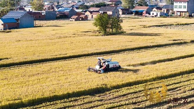 张合成：坚持粮食产量产能、生产生态、增产增收一起抓(图3)