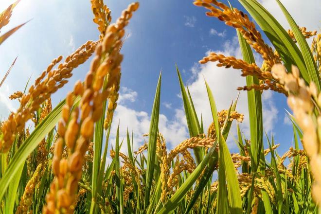 张合成：坚持粮食产量产能、生产生态、增产增收一起抓(图2)