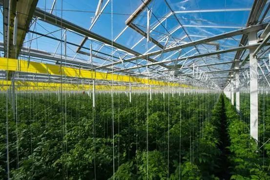 邱县：部门联动应对冷空气 筑牢农业生产“防寒墙”