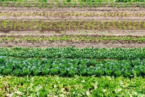 袁记云饺等多家消费品牌赴港递表！农业ETF天弘近20日净流率同标的最大机构：下半年猪价或逐步回暖