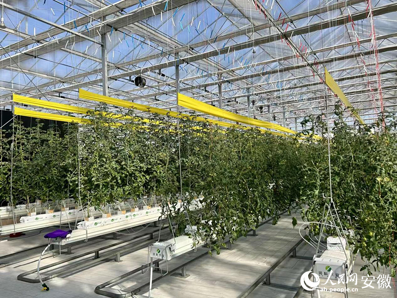 展望“十五五” 奋进新安庆｜科技赋能 现代农业拔节生长