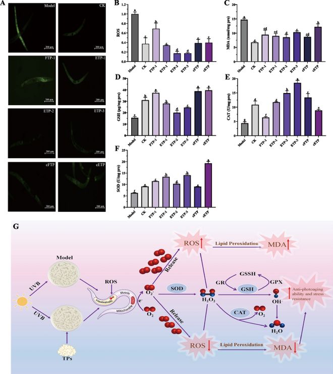 APPS 银耳子实体多糖vs银耳芽孢多糖：谁才是抗光老化的“王者”(图2)