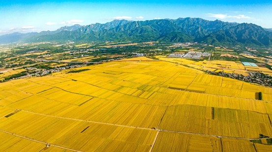 科技种业双轮驱动西安农业的奋进之路