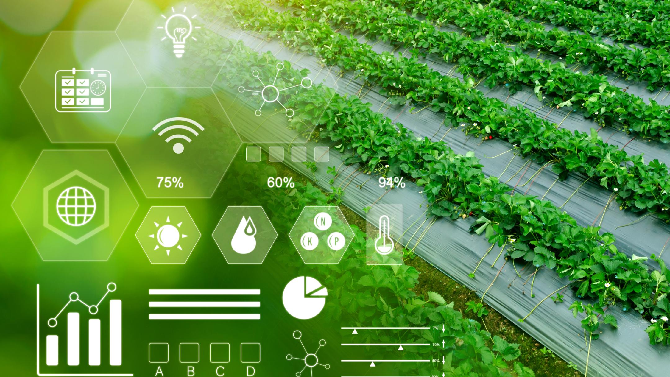 平桂区2025年农业高质量发展的“田间答卷”