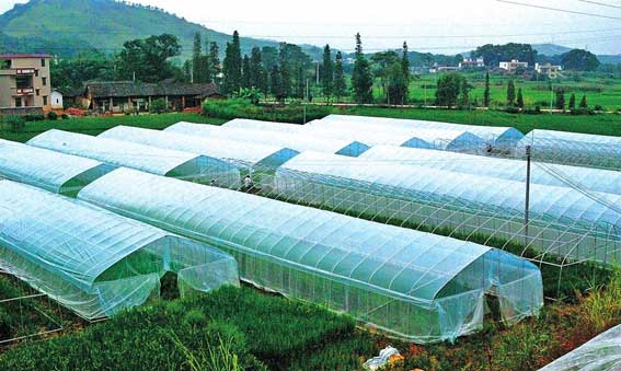 甘肃民勤南果北种 特色种植拓宽寒旱农业路