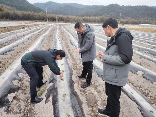 科技赋能“肥”尽其用烟稻融合振兴可期——中国农业科学院烟草研究所“三图一品一标”工程推动产业协同与农业绿色发展纪实(图2)