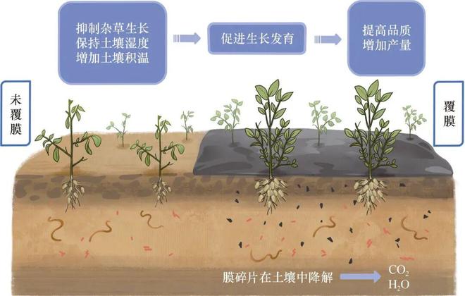 新书推荐丨《生物降解地膜研究与应用》：助力农业绿色可持续发展(图2)