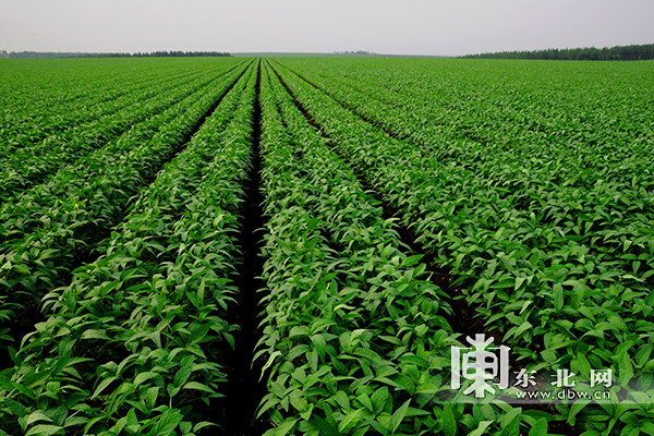 河南三门峡 “金果子”强链富民