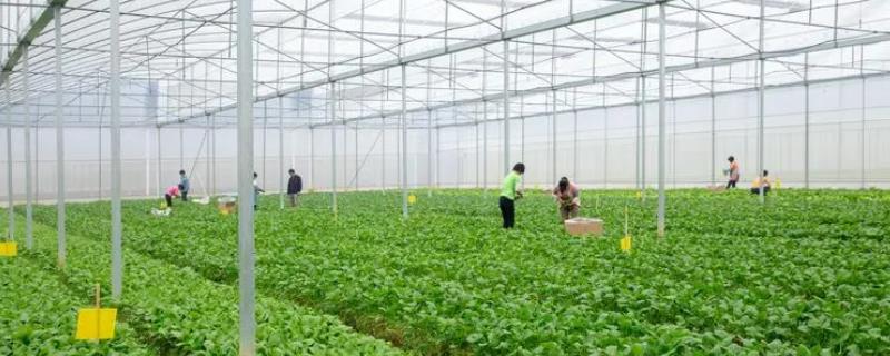 2025-2030年中国互联网+农业行业发展趋势与投资前景全解读｜中研普华报告深度解读