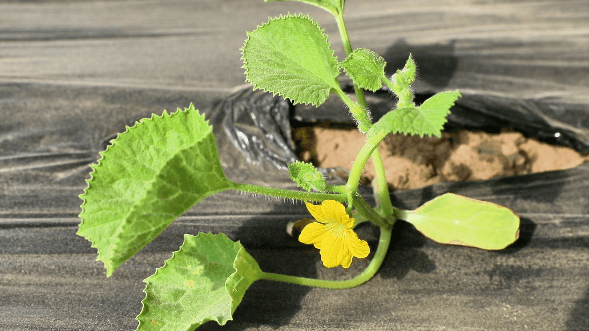 高质量发展“新”速度丨科技赋能 引领新疆农业的智慧跨越(图7)