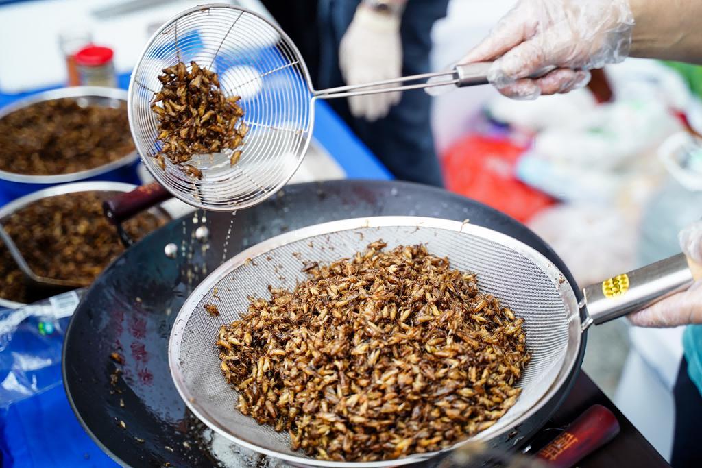 昆虫蛋白美食亮相！第三届饲用、食用昆虫国际研讨会华农举行(图1)