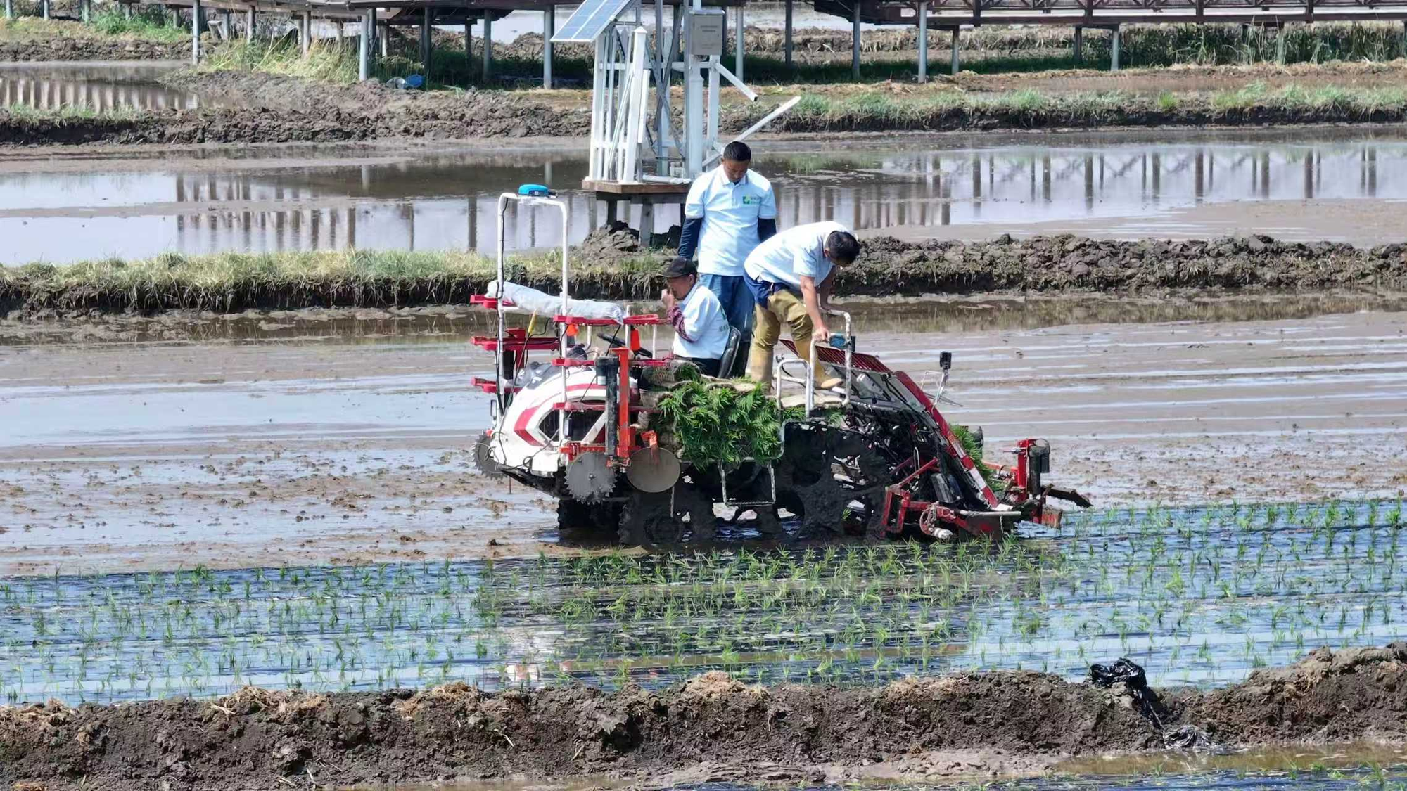 除草控药提质增效绿色覆膜插秧技术首次落地吉林推广